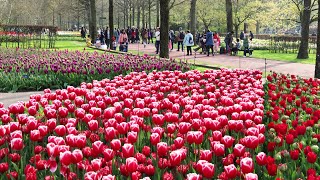 Keukenhof Garden 2023  Tulips in Full Bloom  4k [upl. by Greenes125]