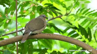 Whiteeared BrownDove at Subic rainforest [upl. by Nywra]