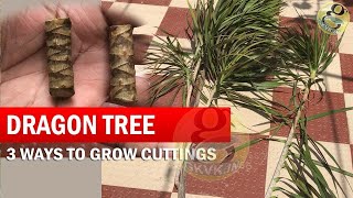 3 Ways to Grow Dracaena Plant From Cuttings  How to Propagate Dracaena Tree  Dragon Tree [upl. by Dnomra696]