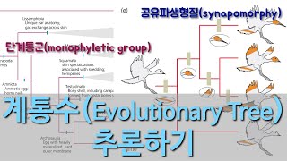 진화론 이해하기 10 계통수 추론하기 1 공유파생형질synapomorphy amp 단계통군monophyletic group [upl. by Susette748]