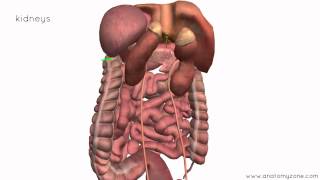 Peritoneal Cavity  Part 4  Intraperitoneal and Retroperitoneal Organs  Anatomy Tutorial [upl. by Konyn]