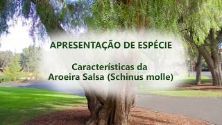 APRESENTAÇÃO DE ESPÉCIES  CARACTERÍSTICAS DA AROEIRA SALSA Schinus molle [upl. by Kendal]