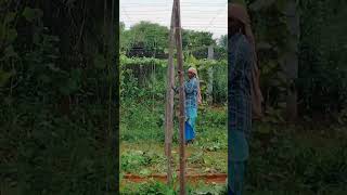 pattatharivivasayi vivasaayi agriculture agriculturelife farming vivasaye agriculturalsystem [upl. by Aixela500]