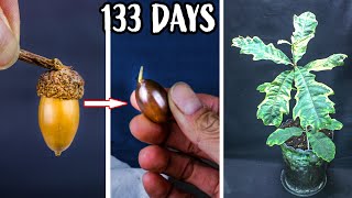 Growing Oak Tree From Acorn Seed Time Lapse 133 Days [upl. by Osrock44]