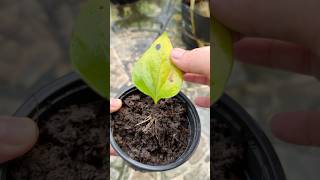 Anthurium grows roots super super fast [upl. by Aivizt83]