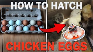 HOW TO HATCH CHICKEN EGGS WITH VEVOR EGG INCUBATOR  RAISING CHICKENS PT 1 [upl. by Thurnau992]