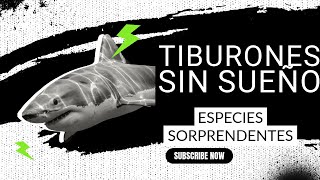 TIBURONES SIN SUEÑO Las ESPECIES más SORPRENDENTES del OCÉANO [upl. by Isoj58]