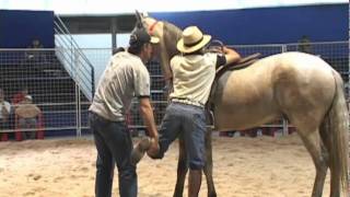 PEÕES QUE TRABALHARAM COM MONTY ROBERTS [upl. by Sirron]