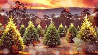 Melbourne Christmas Tree Farm in July with Winter Sunset 🌇 [upl. by Irtimd462]