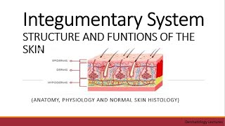 Integumentary System I STRUCTURE AND FUNCTIONS OF THE SKIN I Dermatology Lectures [upl. by Breger]