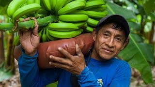 FairtradeBananen aus BioAnbau in Peru [upl. by Ahsikrats]