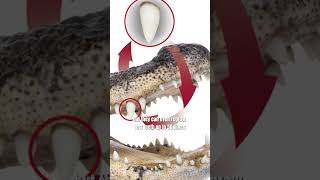 Why Alligators Are Basically Immortal [upl. by Lidda311]