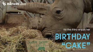 Kiri the rhino enjoys her birthday quotcakequot 🥳 [upl. by Fabian]