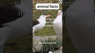 The ULTIMATE bird migration distance revealed  wildnpetchannel wildlife animals [upl. by Enirhtac665]