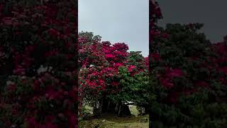 Laliguras phul  Rhododendron flower  Tinjure Sankhuwa sabha  Nepal 😘 viral video shorts [upl. by Aisiat538]