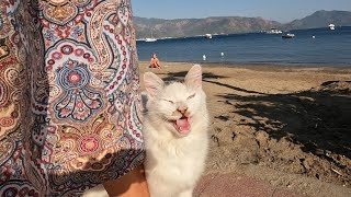 Beautiful cat on the beach is constantly meowing trilling and asking me for food [upl. by Letsyrc]