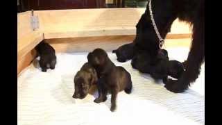 Apffel Bach Giant Schnauzers born 61013 [upl. by Ahsinhoj]