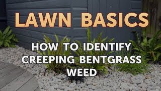 How to Identify Creeping Bentgrass Weed [upl. by Sallee]