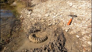 I Discovered My BIGGEST AMMONITE FOSSIL So Far [upl. by Dnanidref380]