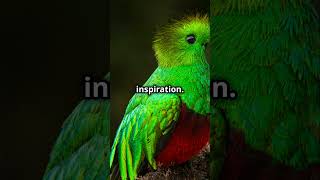 The Beauty of the Resplendent Quetzal shorts psychologyfacts subscribe [upl. by Farrand]