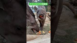 【ASMR】アメリカバクの咀嚼音🔊🔛👂 アメリカバク バク BrazilianTapir SouthAmericanTapir 神戸どうぶつ王国 ASMR 咀嚼音 [upl. by Nero]