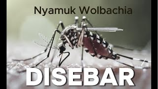 Nyamuk Wolbachia Nyamuk Apa Itu Ini Faktanya yang Bisa Lawan DBD [upl. by Ynna555]