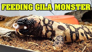 Hand FEEDING GILA MONSTERS We feed a VENOMOUS LIZARD [upl. by Ritchie88]