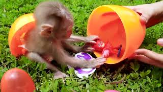 Monkey Baby KiKi open suprise eggs and play with duclings  COCO MONKEY KIKI [upl. by Aihtyc]