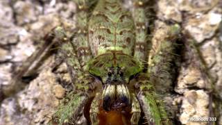 Heteropoda boiei  Tropical Huntsman Spider [upl. by Varick]