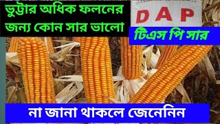 ভুট্টায় টিএসপি Tspসার ভালো হবে নাকি ডিএপি DAP এবং কখন কোনটা প্রয়োগ করলে ভুট্টার গাছ মোটা হবে। [upl. by Ferrell]