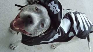 HALLOWEEN Costume Party Fun Run  PitBull Sharky amp Bully [upl. by Nnahs]