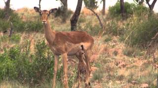 Newborn Impala in Dinokeng Game Reserve [upl. by Innek41]