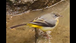 Grote Gele Kwikstaart Gray Wagtail Bergeronnette des ruisseaux Centrum Maastricht [upl. by Narag]