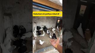 Kabutaro ki petiya nikal di🕊️ petlover minivlog pigeonvlogger pigeon kabutarvlog minivlog [upl. by Wight917]