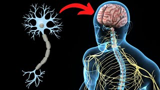 El SISTEMA NERVIOSO CENTRAL explicado partes y funcionamiento🧠 [upl. by Gant]