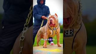 Pitbull vs Rottweiler dog fight shorts [upl. by Raeann]