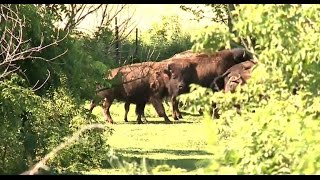 Authorities corralling herd of 20 bison escaped from farm [upl. by Attenna772]