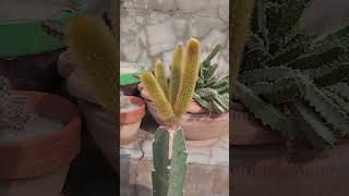 Cleistocactus winteri💓subscribe channel👍 [upl. by Atsira]