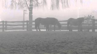 ExmoorPonies im Nebel [upl. by Claudy171]