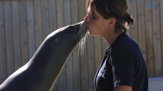 Pompiers animaliers dendrolague docile et otaries stars Beauval un œil en coulisse  Ep1 [upl. by Codi600]