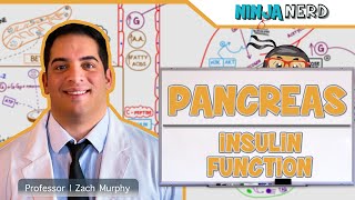 Endocrinology  Pancreas Insulin Function [upl. by Nesiaj]