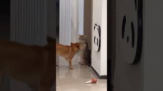 Gato VS Perro 😾 gato gatitos tierno [upl. by Naitsirhc]