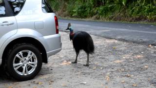 Cassowary am Strand von Etty Bay Australien [upl. by Vasili596]