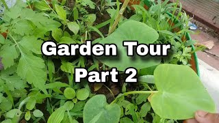 Garden Tour  மாடித்தோட்டம் சுற்றிப்பார்க்கலாம்  Terrace Gardening  Tamil [upl. by Eiramrefinnej]