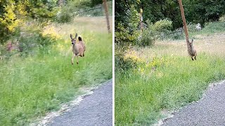 Baby deer shows its cute amp joyful hops shorts [upl. by Lucania]