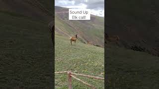 Ever Wondered What a Cow Elk Sounds Like [upl. by Esekram396]