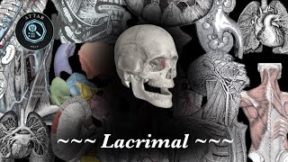 General anatomy lec6 pt4  lacrimal bone [upl. by Benildas]