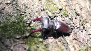 Jelonek rogacz Lucanus cervus [upl. by Crescantia676]