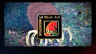 VIDEO STUDBOOK LA SILLA [upl. by Alyosha]