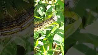 Malacosoma neustria  Lackey Moth  Livrée des arbres [upl. by Ecaidnac469]